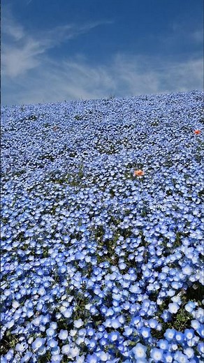 Hitachi sea side park - ひたち海浜公園 #Explorejapan #Nemophila