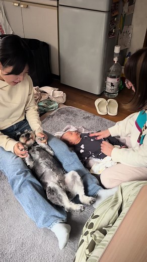 トンボと姪っ子のミニチュアシュナウザー生活