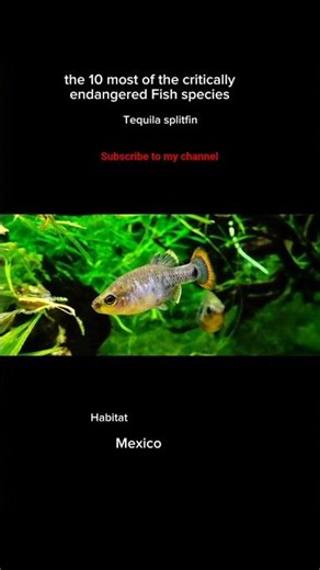 Top ten critically endangered Fish species| #animals #endangeredspecies #viral #viralshort #fyp #usa