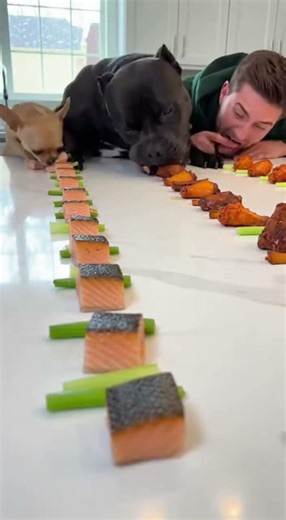 Chihuahua vs Big Dog Food Challenge 🍿🐶 #Shorts