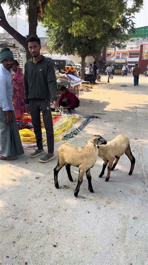 14/12/25 Pileru Market today ￼ #cattleworld