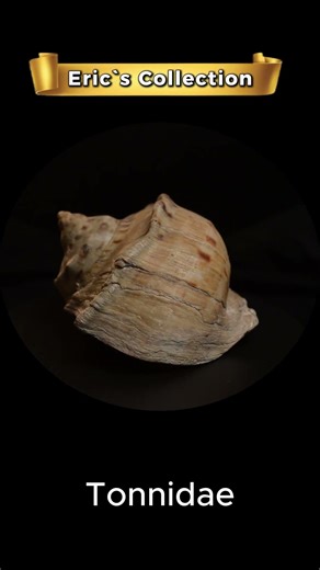 ERIC SEP18 #turbanshell #turbinidae #gastropoda #mollusks #seashells