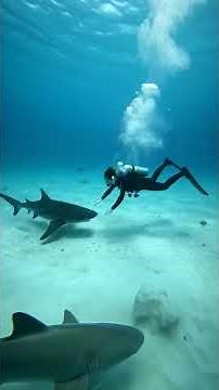 Great White Shark Rescue: Scientists Save Entangled Marine Giant | Ocean Conservation [VEO3]