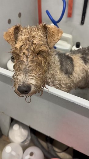 Pixie Explains Muddy Bathtime Incident with Wire Fox Terrier