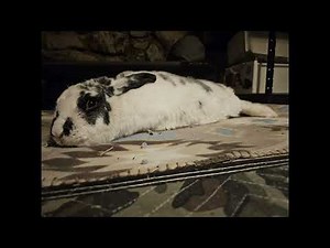 Relaxing Music for Rabbits 🐇 | Calm Ambient Sounds for Rest & Sleep (2 Hours)