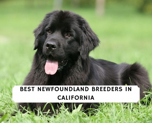 6 Best Newfoundland Breeders in California! - We Love Doodles