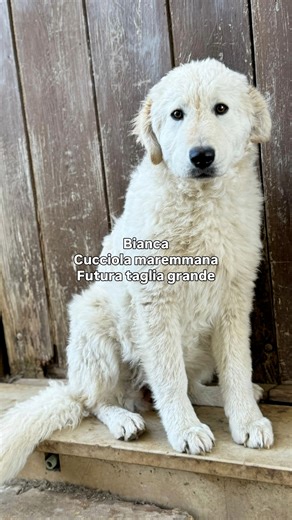 La notte del 20 gennaio il ciclone Harry ha sconvolto le nostre coste. Tra vento e pioggia, il pensiero correva agli invisibili, a chi non ha un riparo. All’alba è successo un piccolo miracolo: davanti al cancello di casa, della nostra amica e volontaria, Anna Severino ha trovato Bianca, una bellissima cucciola maremmana di circa 5 mesi, fradicia e tremante, ma con negli occhi la speranza di sopravvivere. Anna non ha esitato e l’ha subito asciugata, nutrita e messa al sicuro. 🐶Bianca crescerà c
