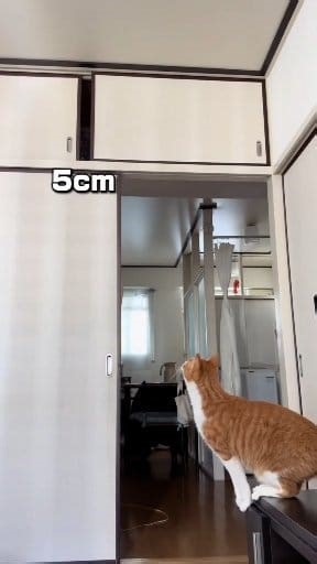 Can he go to the end of the Challenge? #catsofinstagram #cat #FunnyCats #cats #funny #funnypets #catlover #catoftheday | Joe & Paws