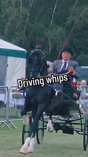 Driving whips in equestrianism are primarily used for communication and control during carriage driving, acting as an extension of the driver's aids to guide the horse and influence its movement. They help drivers communicate direction, speed, and encourage forward motion. #showcob #Hackney #drivinghorse #carriagehorse #hackneyhorse #hackneypony #equestrianlife #horse #society #bds #britishdrivingsociety #showing #featureme #fyp #equestrian #equine #barngirl #barnlife #stables #drivinghorse | Br