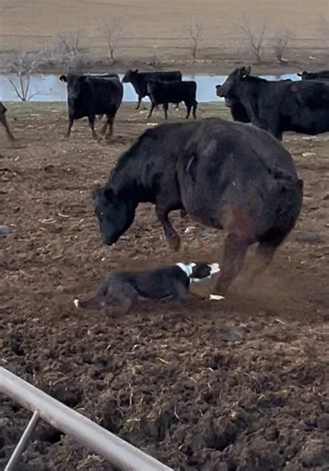 Ralph wasn’t hurt by the kick, super pleased with how he got right back to work, shows how much he loves his job. #kick #working #dog #angle_bar_b_stockdogs #bordercollie