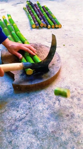 🌿 Fresh Sugarcane Cutting & Preparation | Traditional Farming Skills in Action 🍃
