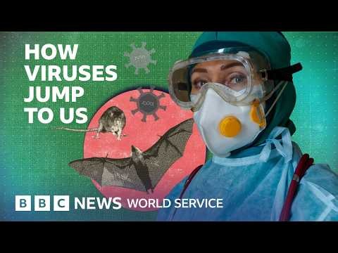 Why are animal diseases like Ebola and hantavirus infecting humans more often? - BBC World Service