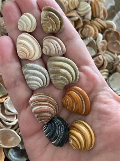 🐚The Legend of the Pawleys Island Shell🐚 Pawleys Island, SC , is no stranger to tales of the supernatural. While many have heard of the Gray Man, who warns of approaching hurricanes, fewer know about the enchanting legend of the Pawleys Island shell. As local legend has it, centuries ago, a young woman named Lila lived on Pawleys Island. She was deeply in love with a sailor named Samuel, who frequently set off on long voyages. Each time he left, Lila would walk the shores, picking up shells an