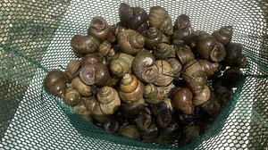 Officials find invasive snails in Hot Springs Village lakes