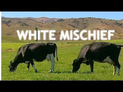 White Mischief (2003) | Trailer | Available Now