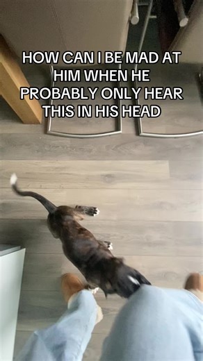 Understanding Puppy Love: Why Boxer Dogs Melt Our Hearts