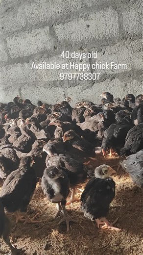Happy chick farm on Instagram: "Free range backyard poultry Chick's Black australorp Most egg laying breed"