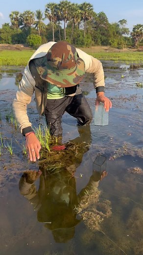 Meet Super Cute Red Betta Fish in Remote Lake