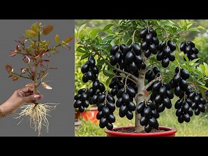 How To Propagate Java Plum Tree Cutting Faster With Aloe Vera, best idea propagating java plum tree