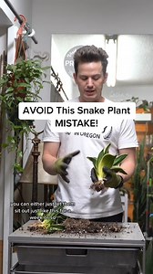 Snake plants are crazy easy to care for and theyll quickly develop baby plants alongside the moth | The Breaking News