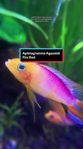 Apistogramma Agassizii Fire Red 🔥🔥🔥 #aquarium #aquariums #fishtank #fishtanks #aquariumsoftiktok #fishtok #aquariumhobby #apisto #apistogramma #apistogrammaagassizii #apistogramma_agassizii_firered #macrolens