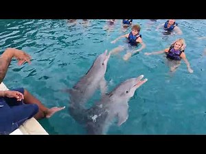 The Royal Dolphin Swim at Blue Lagoon Island in Nassau, Bahamas