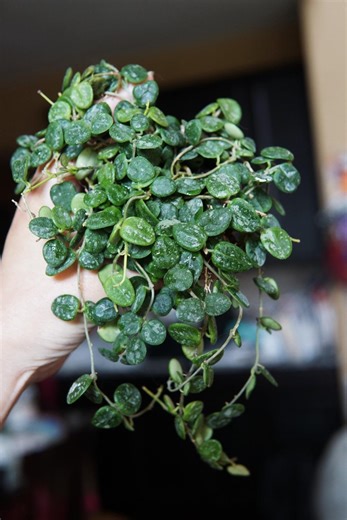 Hoya Aff Serpens - Etsy