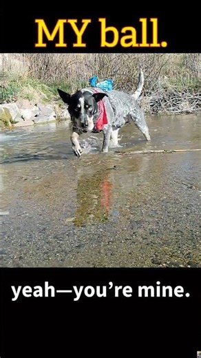 “MY BALL 😂” #dogshorts #blueheeler #doglife #australiancattledog