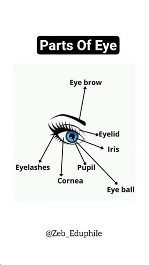 Parts Of Eye 👁