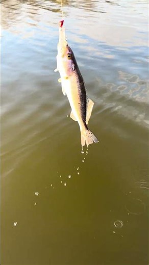 55lb trolling motor off Amazon is great !