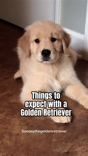 What to expect with a golden retriever puppy! Enjoy the puppy stage. It goes by fast. ✨ | Sunday The Golden Retriever