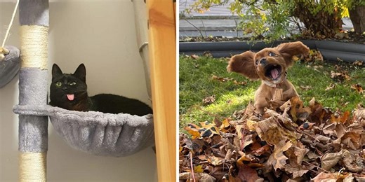 25 Animals Caught During Their Absolute Worst Moments