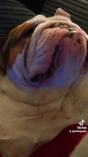 Sleeping English Bulldog Compilation