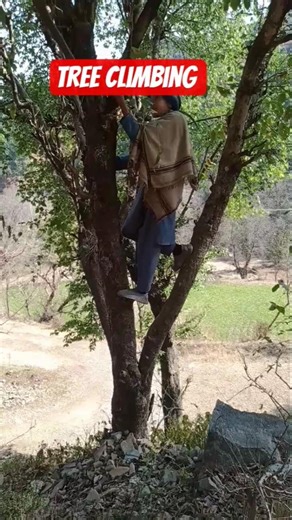 Tree climbing in village life is very taff not easy #villagelife #treeclimber #villagevlog #love