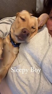 Dog sitting for my Mom’s dogs and this guy thinks he’s a 8lb lap dog. | The Tipsy Housewife