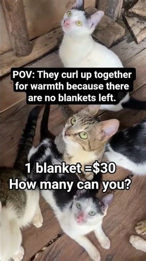 They curl up together for warmth because there are no blankets left.1 blanket =$30 How many can you?