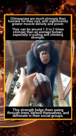 Chimpanzee Strength #facts #fun_facts #knowledge #science #nature #Chimpanzee