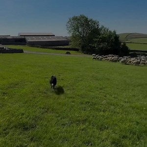 PABLO IS ALWAYS EAGER! 🐾 🎥 Lee Gate Farm | Farmers Weekly