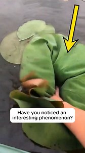 1K views | Why lotus leaves don't sink in water #garden #gardening #plants #planting #planthacks | Garden Tips | Facebook