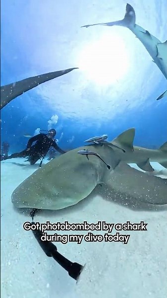 Lemon Shark Steals My Camera!