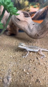 1.5K views · 13 reactions | Let’s assemble a deluxe bearded dragon set up together! 朗 We show you everything that comes inside & how to utilize them! 拾HURRY! Get a FREE baby bearded dragon with a purchase of a set up with code CITRUSFLASH (while supplies last) : https://undergroundreptiles.com/product/complete-baby-bearded-dragon-setup/Music: Faded - Not The King | UNDERGROUND REPTILES | Facebook