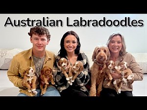 Australian Labradoodle Puppies 3.5-4 weeks old | CocoXOllie Litter