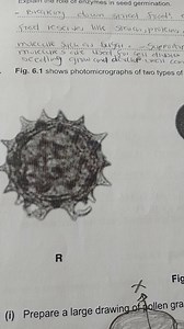 Explain the role of enzymes in seed germination.Breaking down ... | Filo