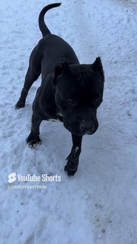 Gorgeous black pit bull stands out against snowy backdrop