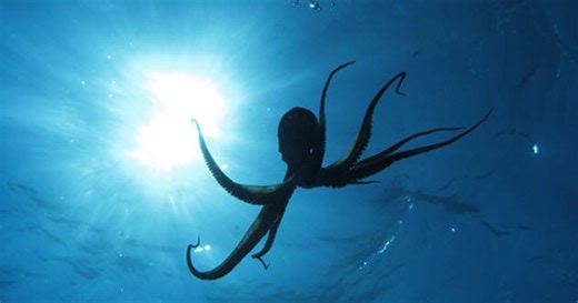 10 Amazing Animal Tales from the Ancient World