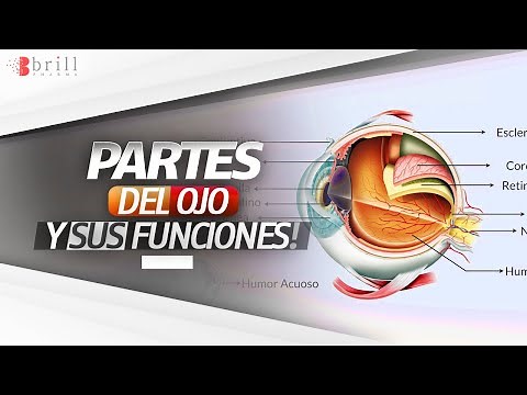 ▶ Partes del Ojo Humano: Anatomía y Funcionamiento del Ojo para Niños👀📺