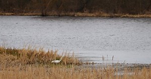 Fauna of Belarus. Great Egret or Ardea Alba, Also Known As the Common Egret, Large Egret, or Great White Egret or Great Stock Video - Video of large, heron: 164092463