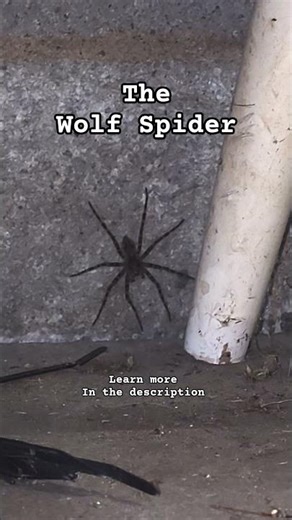 The Wolf Spider