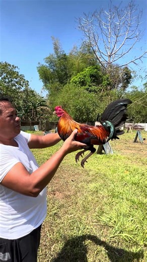 Elco princess GF,jumper kelso#bossnolivlog #backyardbreeder #elcoprincessgf #nicole28 #follwers