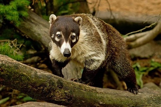 Coati